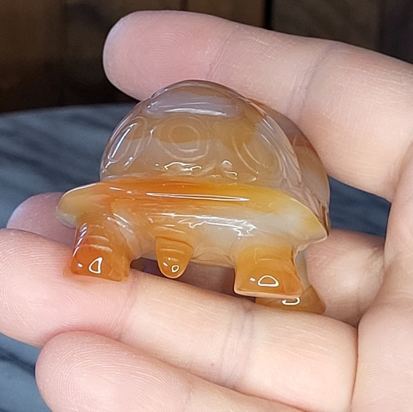 Xarnelian Land Tortoise - Picture 12 of 16